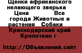 Щенки африканского нелающего зверька  › Цена ­ 35 000 - Все города Животные и растения » Собаки   . Краснодарский край,Кропоткин г.